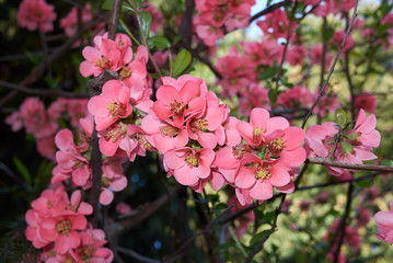 Chaenomeles speciosa