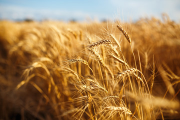 agriculture, barley, agricultural, autumn, background, beautiful, beauty, bread, business, cereal, closeup, concept, corn, countryside, cultivate, ear, ears, empty, environment, fall, farm, farmland, 