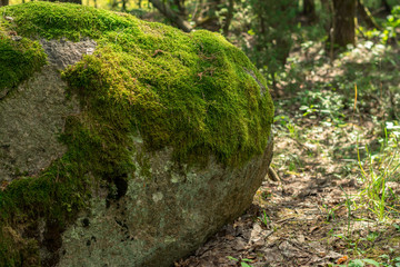A huge stone in the forest, naturally covered with green moss. In the background of the forest