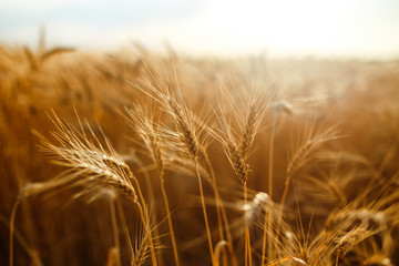 agriculture, barley, agricultural, autumn, background, beautiful, beauty, bread, business, cereal, closeup, concept, corn, countryside, cultivate, ear, ears, empty, environment, fall, farm, farmland, 