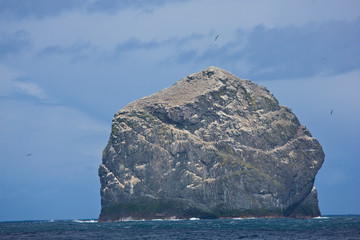 Isla Stac Lee y colonia de alcatraz. Archipielago St. Kilda. Outer Hebrides. Scotland, UK