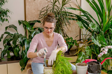 to transplant a house plant. transplanted bone fern in another pot