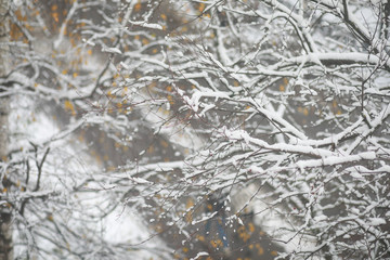 Winter Park. Landscape in snowy weather. January.