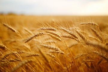 agriculture, barley, agricultural, autumn, background, beautiful, beauty, bread, business, cereal, closeup, concept, corn, countryside, cultivate, ear, ears, empty, environment, fall, farm, farmland, 