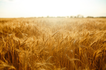 agriculture, barley, agricultural, autumn, background, beautiful, beauty, bread, business, cereal, closeup, concept, corn, countryside, cultivate, ear, ears, empty, environment, fall, farm, farmland, 
