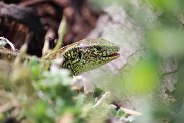 Zauneidechse, Eidechse, männlich