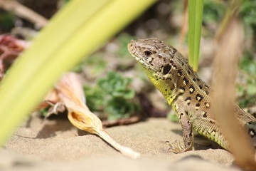 Neugieriges Zauneidechsen Weibchen