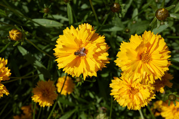 Coreopsis grandiflora
