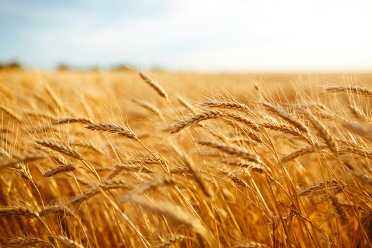 agriculture, barley, agricultural, autumn, background, beautiful, beauty, bread, business, cereal, closeup, concept, corn, countryside, cultivate, ear, ears, empty, environment, fall, farm, farmland, 