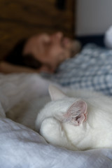 Fototapeta na wymiar Close-up. The white cat sleeps cute and sweet against the background of a blurred sleeping man in a bed with white bedclothes. Scandinavian interior and comfort. Vertical
