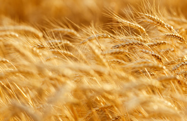 agriculture, barley, agricultural, autumn, background, beautiful, beauty, bread, business, cereal, closeup, concept, corn, countryside, cultivate, ear, ears, empty, environment, fall, farm, farmland, 