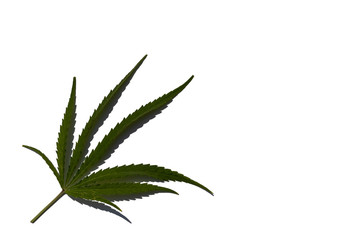 Green leaf of wild marijuana on a white background