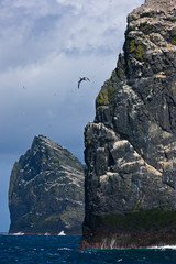 Isla Stac Lee y Stac an Armin. Colonia de alcatraz. Archipielago St. Kilda. Outer Hebrides....