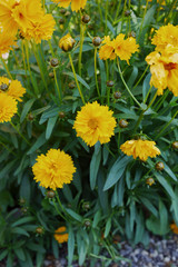 Coreopsis grandiflora