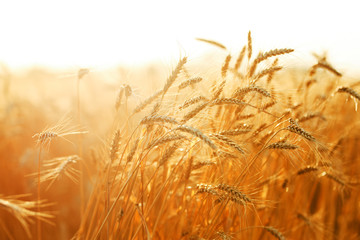 agriculture, barley, agricultural, autumn, background, beautiful, beauty, bread, business, cereal,...