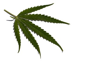 Green leaf of wild marijuana on a white background