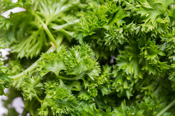 fresh raw parsley leaves macro