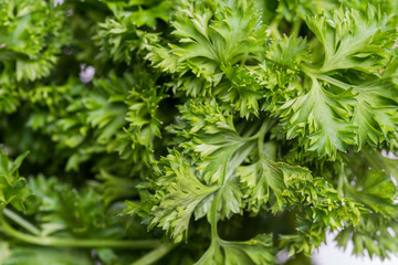 fresh raw parsley leaves macro