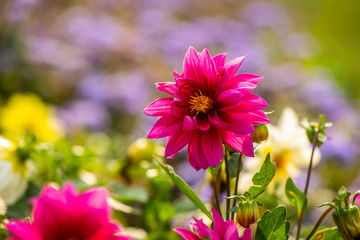 Summer flowers sunny day nature flora beauty