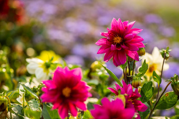 Obraz premium Summer flowers sunny day nature flora beauty