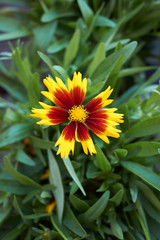 Coreopsis grandiflora