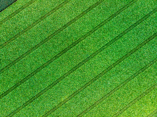 Aerial drone top view of cultivated green corn field