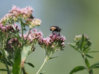 schwarz gelbe Fliege auf rosa Blüte