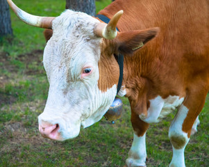 Nahaufnahme Kuh mit Glocke