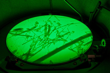 Environmental laboratory, crocidolite fibers (asbestos variety) seen on the fluorescent screen of a transmission electron microscope, 25000 times magnification