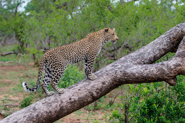 Leopard female in a tree in Sabi Sands Game Reserve, in the greater Kruger Region,  in South Africa