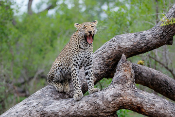 Leopard female yawning in a tree in Sabi Sands Game Reserve, in the greater Kruger Region,  in South Africa
