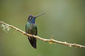 Rivoli's hummingbird sitting on branch