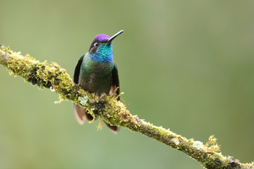 Fototapeta premium Rivoli's hummingbird sitting on moss branch