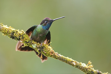 Rivoli's hummingbird sitting on moss branch