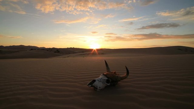 Skull of a bull at sunrise in the desert. Sand dunes.