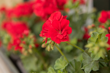 Obraz premium beautiful red geranium plant flower