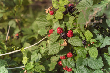 Group of organic ripe and unripe blackberries growing on tree in Texas, America