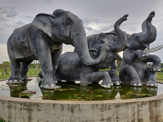 Fototapeta premium Elephant Surin City Thailand