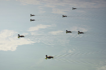 Flock of ducks floating on the lake