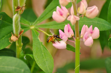 Wasp on a flower of lupine. Summer, insects, nature, animals