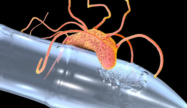 Plastic-degrading bacteria Ideonella sakaiensis