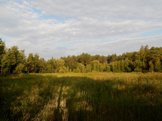 Fototapeta na wymiar panoramic view of a pine forest