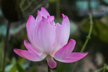 Blooming Lotus flower or Water Lily sunset time.