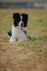 group of happy dogs border collies on the grass in summer