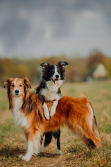 group of happy dogs border collies on the grass in summer