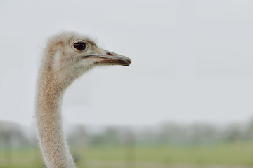Portrait of a large bird feeding green grass in the savannah