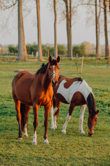 Fototapeta premium Horse close up portrait in motion on green meadow