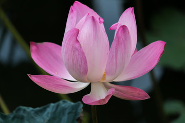 Blooming Lotus Flower or Water Lily with sunset time.