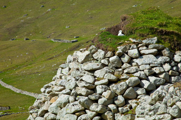 Fulmar. Pueblo de St. Kilda. Village Bay. Isla St. Kilda. Outer Hebrides. Scotland, UK