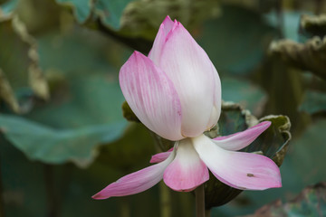 Blooming Lotus Flower or Water Lily with sunset time.